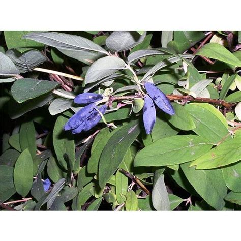 Купить саженцы жимолости Голубое Веретено Цена, фото, описание, отзывы ...