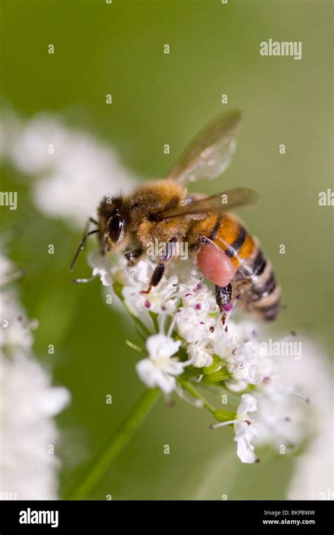 Honey Bee Worker Apis Mellifera On Hemlock Water Dropwort Oenanthe