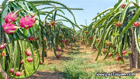 Penanaman Buah Naga – Segalanya Tentang Tumbuhan…