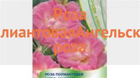 Роза обыкновенная Ангельская роза (angelskaya roza) 🌿 обзор: как сажать ...