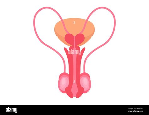 Reproductive System Clipart