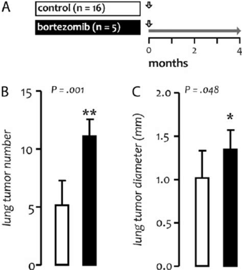 Oncogenicity Of Prolonged Bortezomib Treatment In FVB Mice A