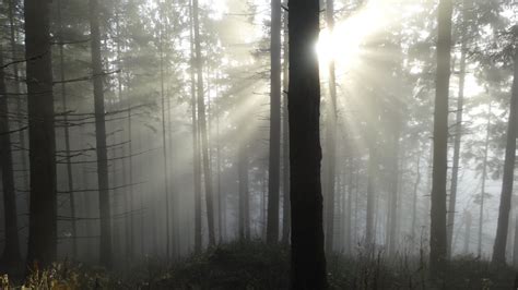 Vosges Altitude Accompagnateur Montagne Guide Animateur Nature