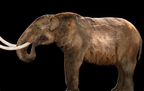 American Mastodons Made Warm Arctic Subarctic Temporary Home 125000