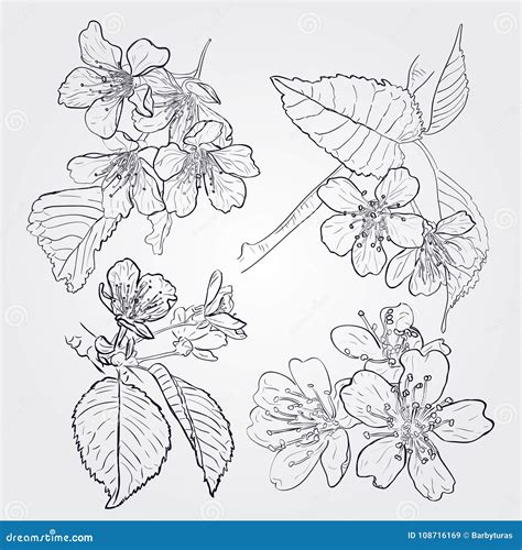 Vector Set of Spring Branches Isolated on White Background. Blossoms