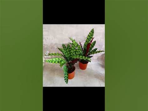 Изумрудная Калатея Ланцифолия, цена 450 гривен! Бронь в вайбер ...