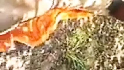 Telugu Aunty Desi Aunty Telugu Pissing Ass Porn XHamster