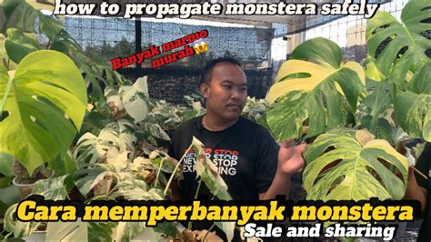 Tutorial Memperbanyak Monstera Yang Aman Youtube