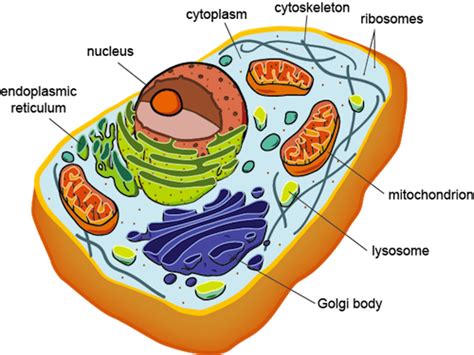 Eukaryotic Cell Structure Shmoop Biology Nuclear Membrane Plasma