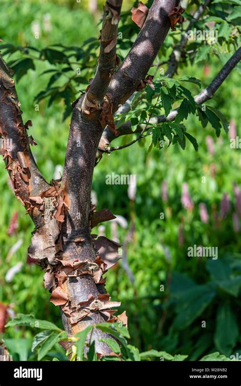 Acer Griseum Paper Bark Maple Sapindaceae Peeling Textured Tree