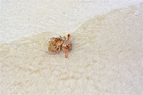 A Hermit Crab With A Shell Crawling On The White Sand Stock Image