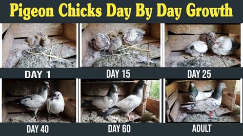 Baby Pigeon Chicks Day By Day Growth Stages From Egg To Adulthood Time