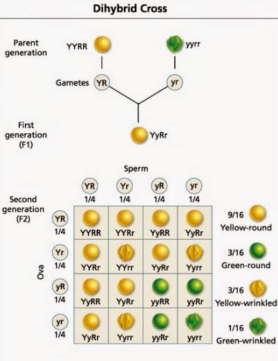 What Is The Frequency Of Pure Round Seeded Pea Plants In F2 Generation
