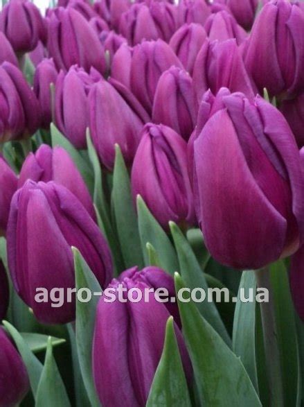 Тюльпан Пурпл Флаг Фото И Описание — Фотографии