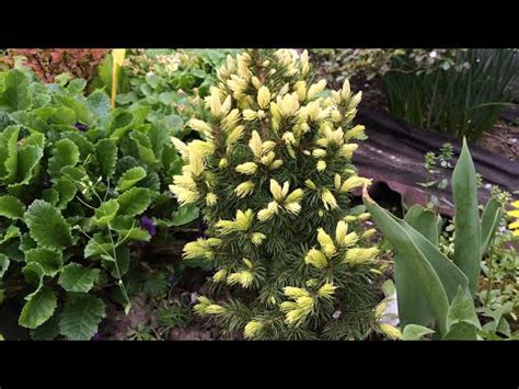 Ель Дейзи Вайт посадка и уход в открытом грунте - YouTube