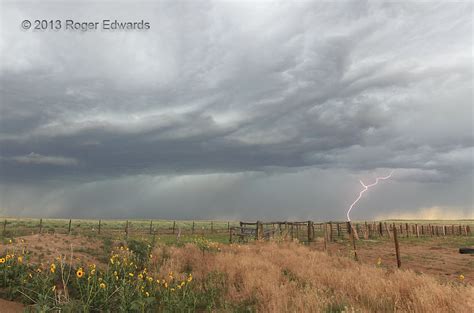 Wild Sunflowers, Wild Storm
