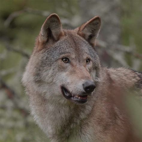 Nederland Telt Op Dit Moment Elf Wolvenroedels BIJ12