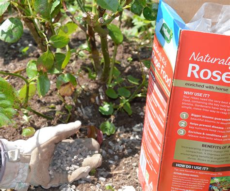 Rose black spot – expert tips on how to prevent and…