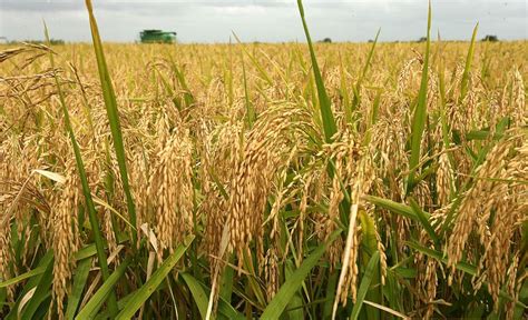 Rice Farming Is Most Profitable In Nigeria Today - Adesina • Channels ...