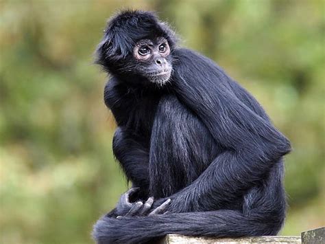 Tudo Sobre O Macaco Caracter Sticas Nome Cient Fico E Fotos Mundo