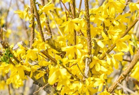 10 Spectacular Forsythia Bush Varieties for a Garden Painted in Gold