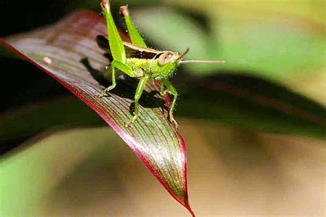 Ryukyu Life: US Elections -- It's Like this Grasshopper