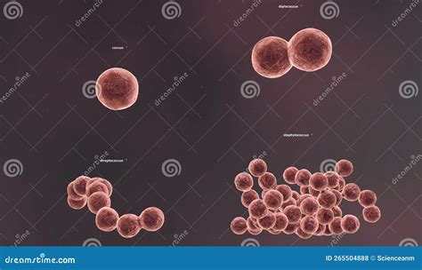 The Solid Cell Wall Determines the Shape of a Bacterium Stock ...