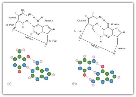 19.2 Nucleic Acid Structure | The Basics of General, Organic, and ...