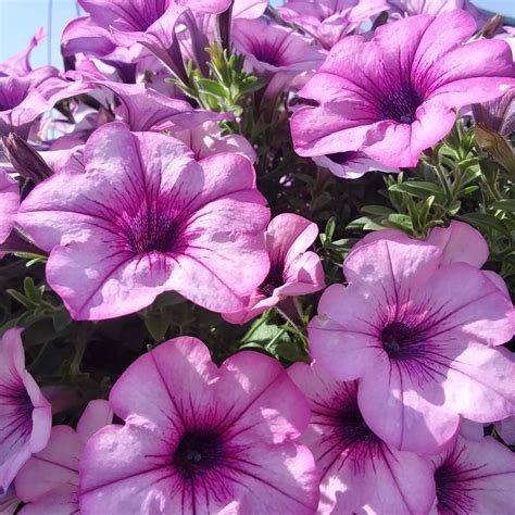 Petunia 'Capella™ Pink Lace' Petunia from Rush Creek Growers