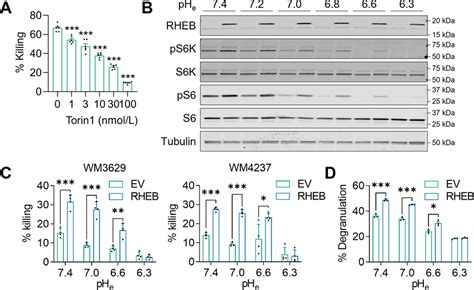 Activating Mtorc By Rheb Enhances Cytolytic Activity Of Nk Cells