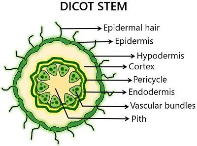 Difference Between Monocot and Dicot Stem (with Comparison Chart ...