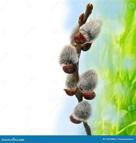 Spring Buds Pussy Willow Stock Photo Image Of Awake 12973406