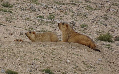 Himalayan Marmot Marmota - Free photo on Pixabay