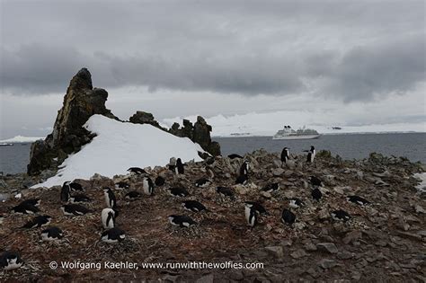 Dec. 21 Half Moon Island, Antarctica - Photo Tours — Photo Tours