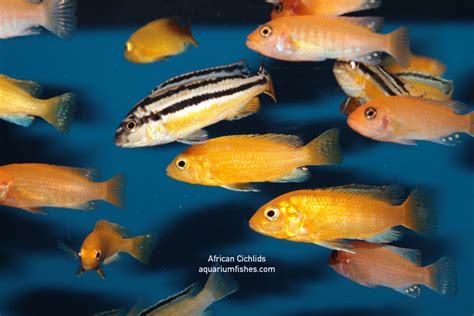 African Cichlid Guide Types Tank Mates Tank Size Care Etc Artofit