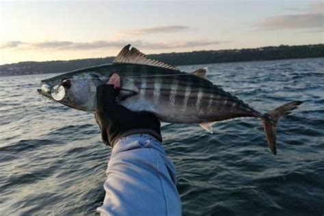 Pêche sur les chasses de bonites en kayak combats intenses assurés