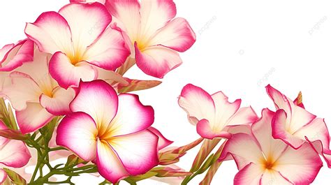 Desert Rose Pink Flower Adenium Obesum On White Background Greeting