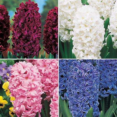 Colourful Hyacinth Collection | Breck's