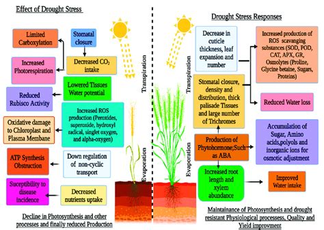 Effects Of Drought Stress On Sensitive And Tolerant Wheat Triticum