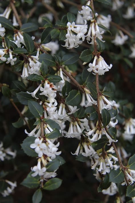 Osmanthus delavayi ‘Latifolius’ | Pan Global Plants