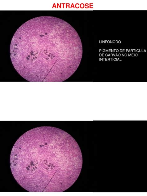 PDF Laminas Histologia DOKUMEN TIPS