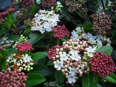 Viburnum Eve Price Springvale Garden Centre