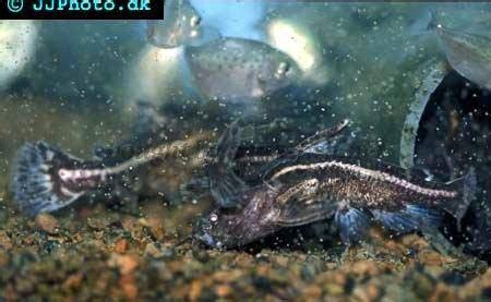 acanthodoras cataphractus spiny catfish care diet lifespan tank