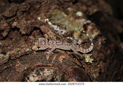 1,090 Mediterranean House Gecko Images, Stock Photos, 3D objects ...