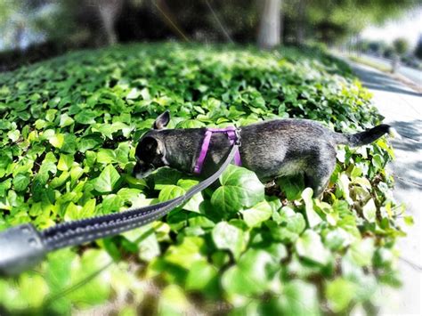 Premium Photo High Angle View Of Black Dog Standing Amidst Plants