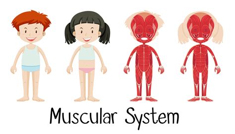 Sistema Muscular De Niño Y Niña 591099 Vector En Vecteezy