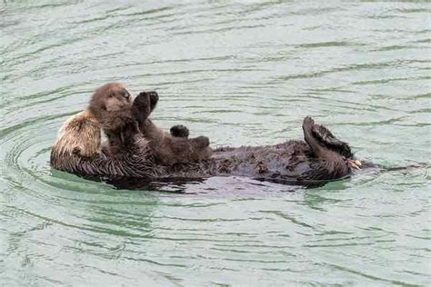 Sea Otter Baby And Mom