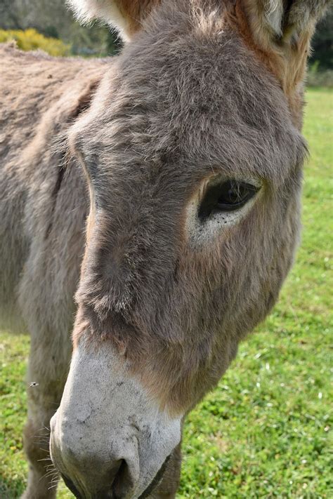 Donkey Portrait Ass Equine Free Photo On Pixabay