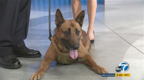 LAPD K-9 Edo nominated for the 2016 American Hero Dog Award - ABC7 Los ...