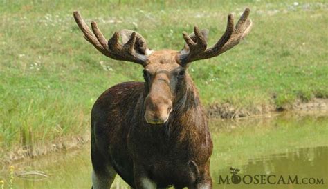 Moose Antlers | MooseCam.com